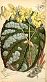 Begonia xanthina var. pictifolia, planche botanique de 1859