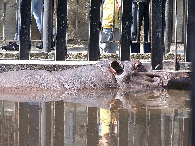 http://upload.wikimedia.org/wikipedia/commons/thumb/7/79/Big_Hippo.jpg/800px-Big_Hippo.jpg