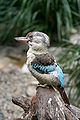 Blue-winged Kookaburra (Haubenliest)