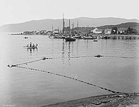 Skarpsillfiske i Jelsa 1912. Foto: Anders Beer Wilse.