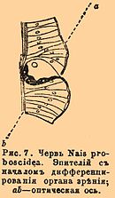 Рис. 7. Червь Nais proboscidea. Эпителий с началом дифференцирования органа зрения; ab — оптическая ось.