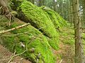 Burgstall Kammermaier: Außenmauer (?)