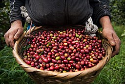 Korg med kaffebönor från El Tuma La Dalia