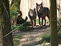 Vlk iberský (Canis lupus signatus)