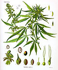 Thumbnail for Cannabis