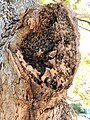 A wild Cape honey bee hive in the hollow of a tree