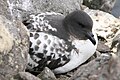 Petrel damero anidando en la isla Rey Jorge