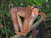 Cercopithecidae - Macaca nemastrina.jpg