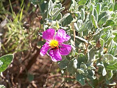 Ciste à fleurs roses dans la garrigue du Pont-du-Gard