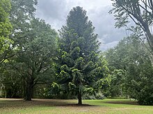 Conifer tree in Kanapaha conifer garden