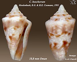 Conus boschorum
