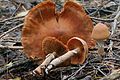 !Cortinarius laniger!