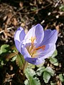 Crocus pulchellus inside of the flower