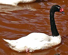 Cygne à cou noir (Cygnus melancoryphus)