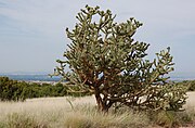 Cylindropuntia spinosior, июль Albuquerque.jpg