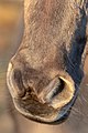 Naseaux d'un poney de Dülmen