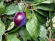 Damson plum