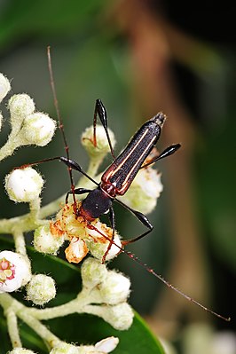 Amphirhoe decora