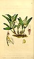 Dinema polybulbon du Curtis's Botanical Magazine vol. 70 (NS 17) pl. 4067.