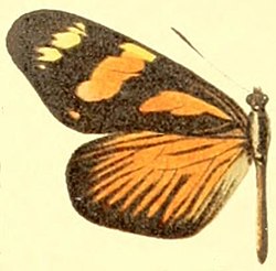 Ilustração da asa esquerda da fêmea de D. melia, que mimetiza borboletas Nymphalidae Heliconiinae Acraeini do gênero Actinote na região neotropical.[1]