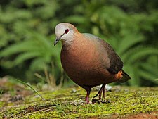 Kaneelduuve (Columba larvata)