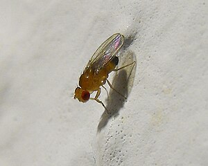 Polski: Drosophila melanogaster