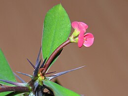 Dygliuotoji karpažolė (Euphorbia milii)