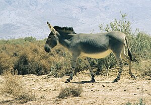 Equus asinus somaliensis CR - critically endangered (uun grat gefoor)