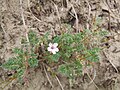 Bec-de-cigogne des dunes (Erodium lebelii), dune du Perroquet, Bray-Dunes