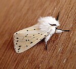 Spilosoma lubricipeda – Weibchen