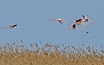 Flamingos flying over reeds