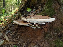 Ganoderma applanatum 2010 G1.jpg