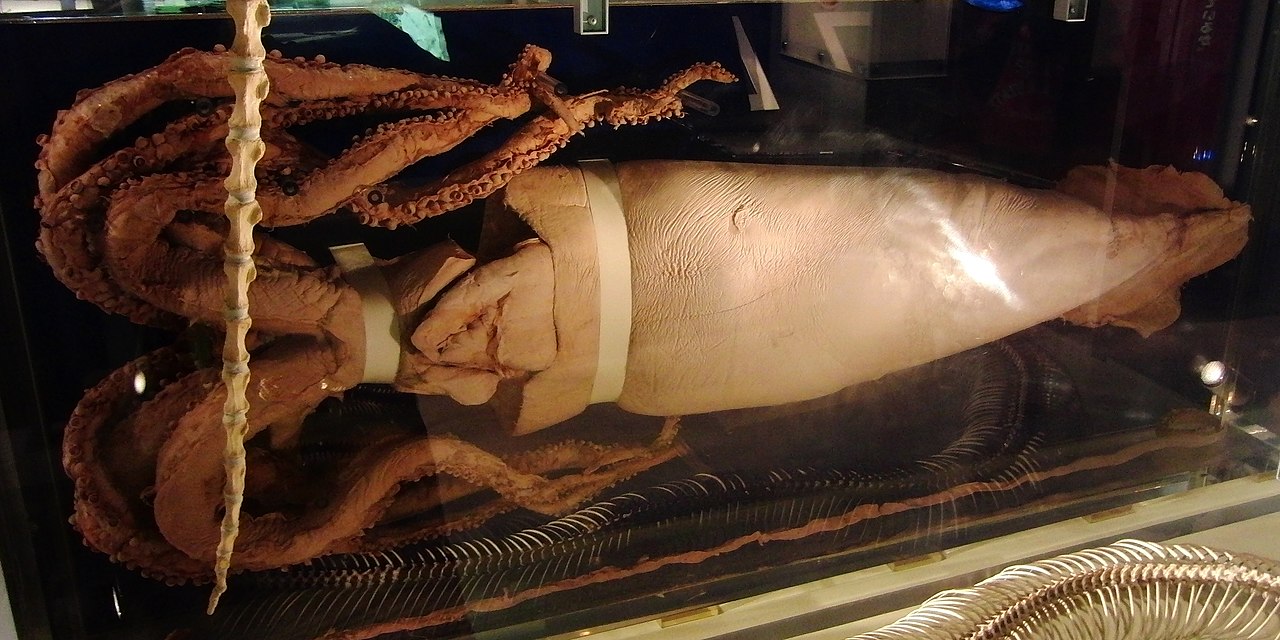 1280px-Giant_Squid_Specimen.jpg