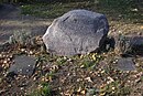 Grabstätte Alwin Arndt auf dem Friedhof