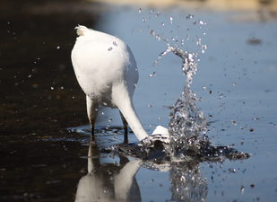 Een grote zilverreiger spietst een vis