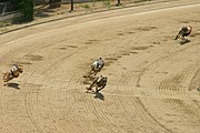 Greyhound racing