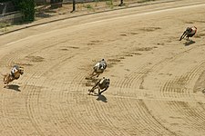 Greyhound racing turn.jpg