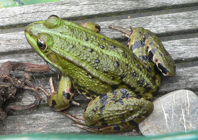 ไฟล์:Groene kikker op bankirai.jpg