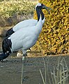 Crane (Tsuru), Ueno Zoo, Taito-ku, Tokyo