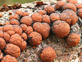 Hypoxylon fragiforme（瑞典语：Hypoxylon fragiforme）