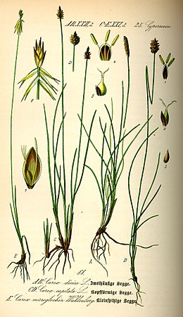 Viksva šerpetūnė ( Carex microglochin)