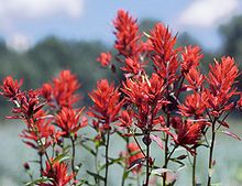 Indian Paintbrush in Grand Teton NP-NPS.jpg