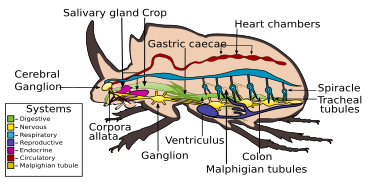 A beetle's body systems Internal morphology of Coleoptera.svg