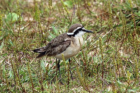 Charadrius pecuarius