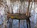 Insel im Teich (Lahder Marsch)