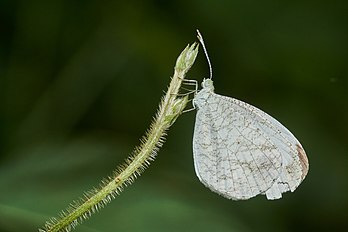 Leptosia nina, uma borboleta da família Pieridae, natural da região indo-malaia. (definição 4 256 × 2 837)