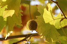 London Plane Leaf