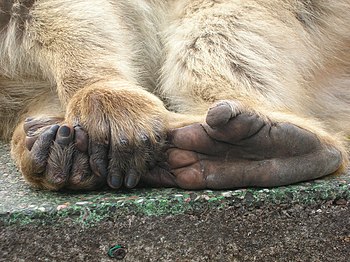 Piedoj kaj manoj de magoto (Macaca sylvanus) en Ĝibraltaro