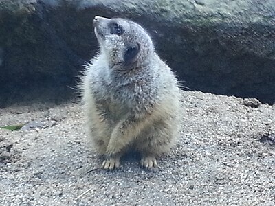 A Meerkat at Happy Hollow Park & Zoo
