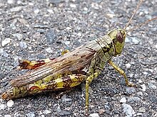 Green grasshopper with mahogany markings standing on a road